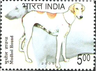 Mudhol Hound (Canis lupus familiaris)