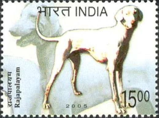 Rajapalayam (Canis lupus familiaris)