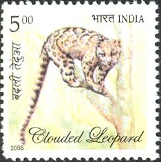 Clouded Leopard (Neofelis nebulosa)
