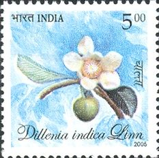 Elephant Apple (Dillenia indica)