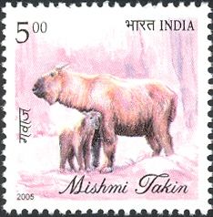Mishmi Takin (Budorcas taxicolor taxicolor)