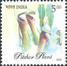 Pitcher Plant