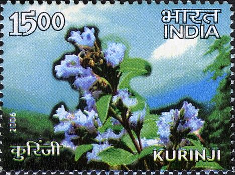 Kurinji Flowers (Strobilanthes kunthiana)