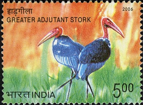 Greater Adjutant Stork (Leptoptilos dubius)