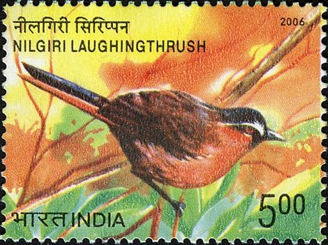 Nilgiri Laughingthrush (Montecincla cachinnans)