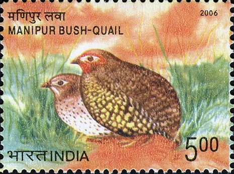 Manipur Bush-Quail (Perdicula manipurensis)