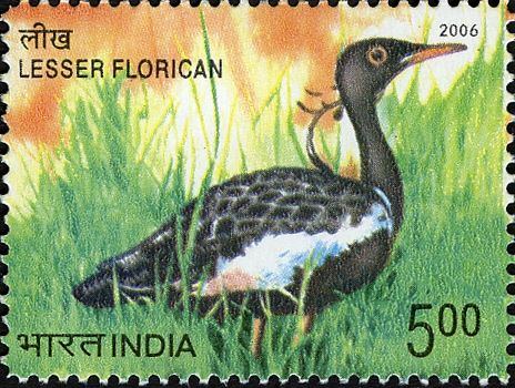 Lesser Florican (Sypheotides indicus)