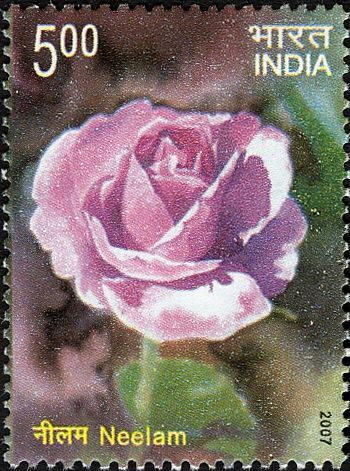 "Neelam"