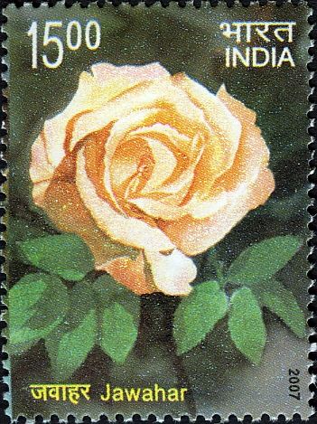 "Jawahar"