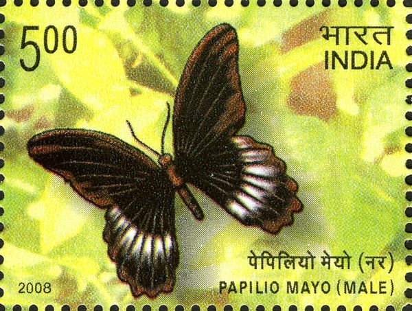 Andaman Mormon (Papilio mayo) - Male