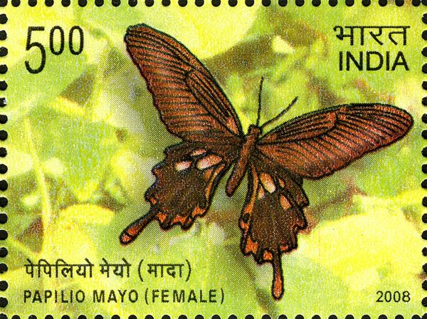Andaman Mormon (Papilio mayo) - Female
