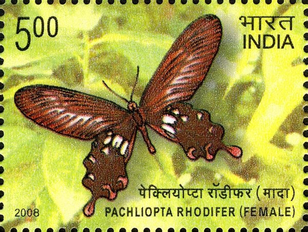 Andaman Clubtail (Pachliopta rhodifer) - Female