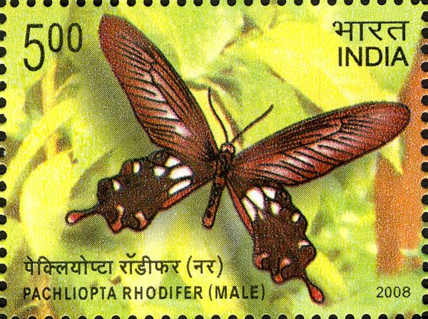 Andaman Clubtail (Pachliopta rhodifer) - Male