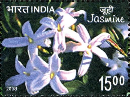 Close-up of Jasmine Flowers