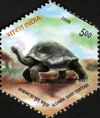 Side view of Aldabra Giant Tortoise (Aldabrachelys gigantea)