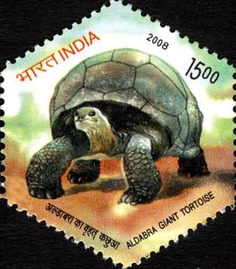 Front of Aldabra Giant Tortoise (Aldabrachelys gigantea)