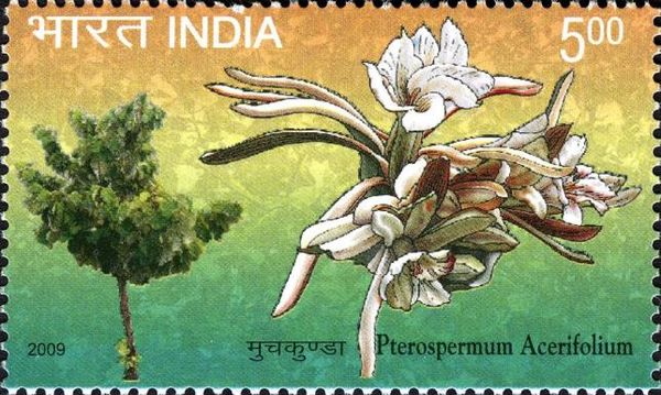 Flowering Tree (Pterospermum acerifolium)
