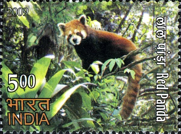 Red Panda (Ailurus fulgens)