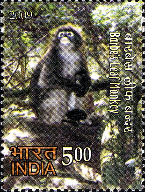 Barbe's Leaf Monkey (Trachypithecus barbei)