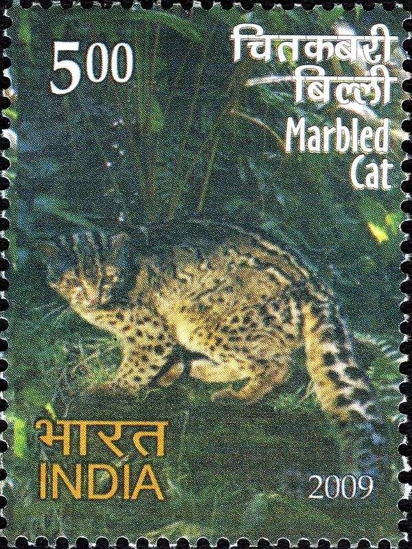 Marbled Cat (Pardofelis marmorata)