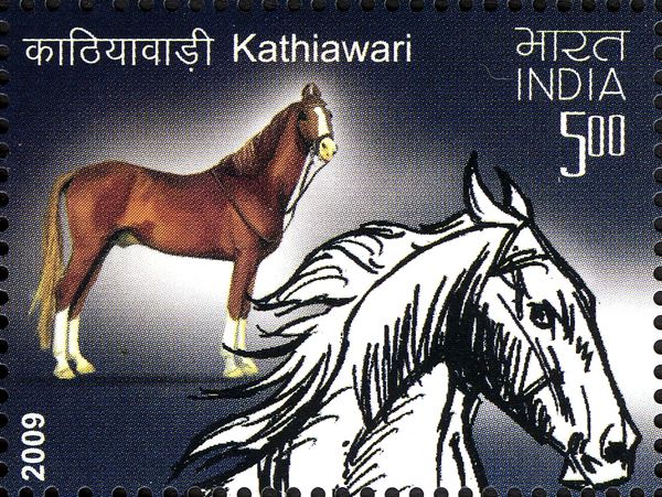 Kathiawari (Equus ferus caballus)