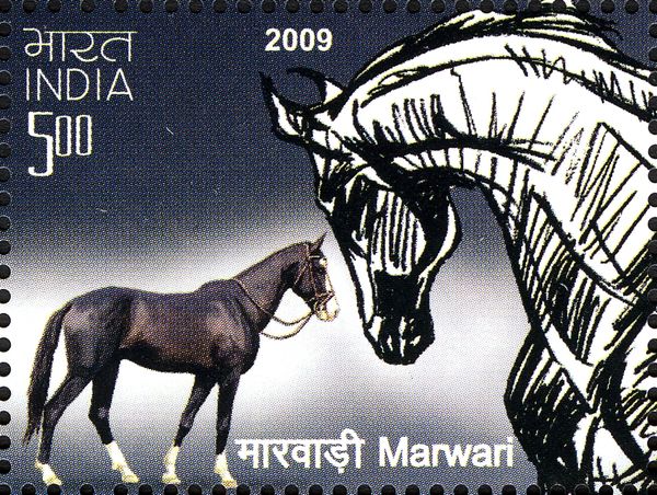 Marwari (Equus ferus caballus)
