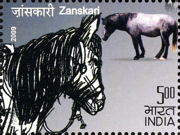 Zanskari (Equus ferus caballus)