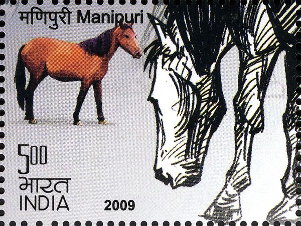 Manipuri (Equus ferus caballus)