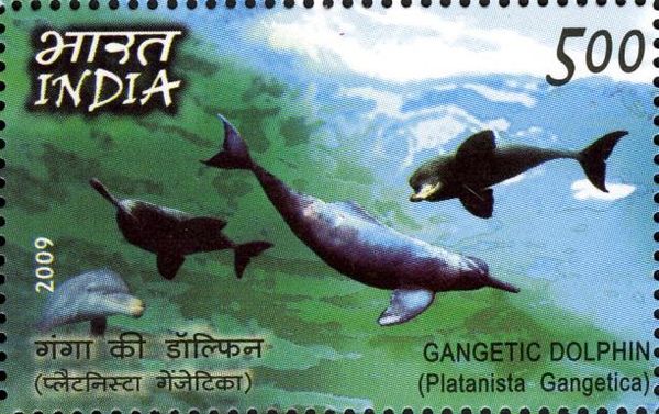 Gangetic Dolphin (Platanista gangetica)
