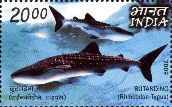 Whale Shark (Rhincodon typus)