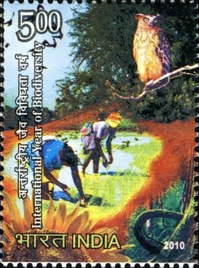Planting Rice and Owl