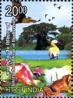 Fish, Water lilies, Crab and Goose in Wetlands