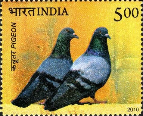Pair of Rock Pigeons (Columba livia)