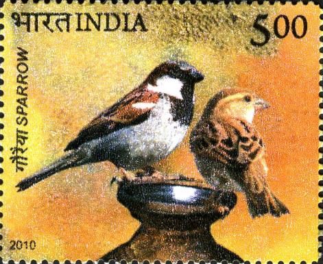 Pair of House Sparrows (Passer domesticus)