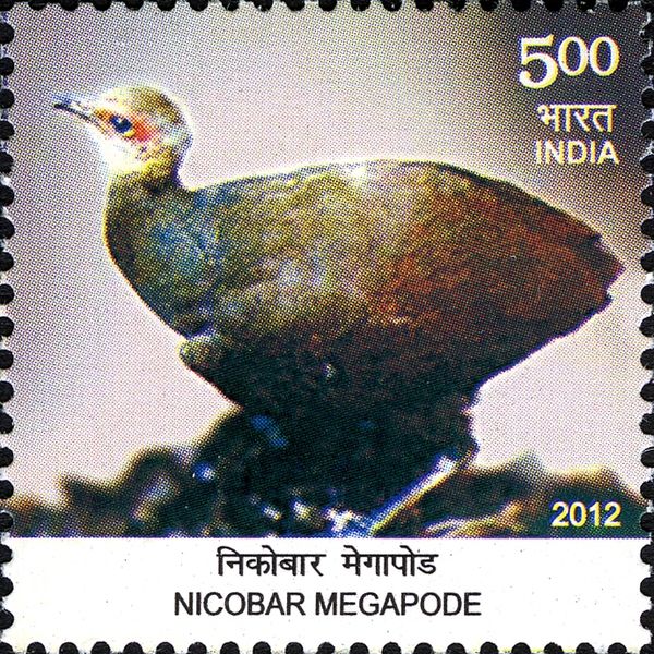 Nicobar Megapode (Megapodius nicobariensis) 