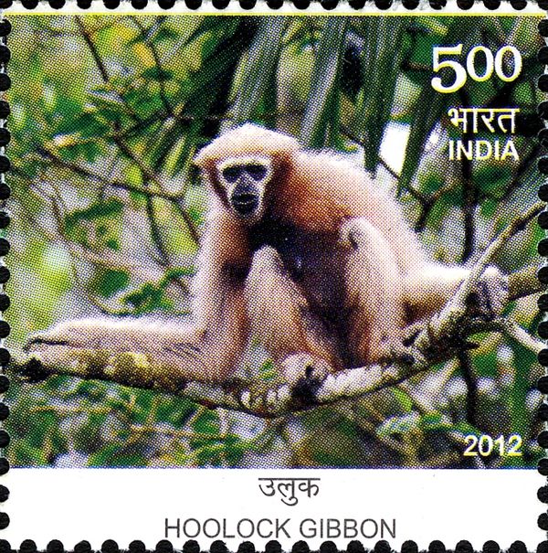 Western Hoolock Gibbon (Hoolock hoolock)