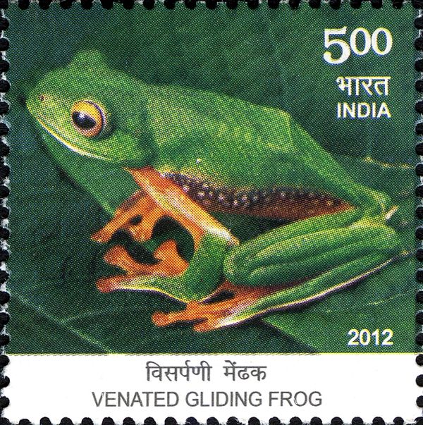 Malabar Gliding Frog (Rhacophorus malabaricus)