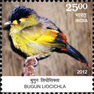 Bugun Liocichla (Liocichla bugunorum)