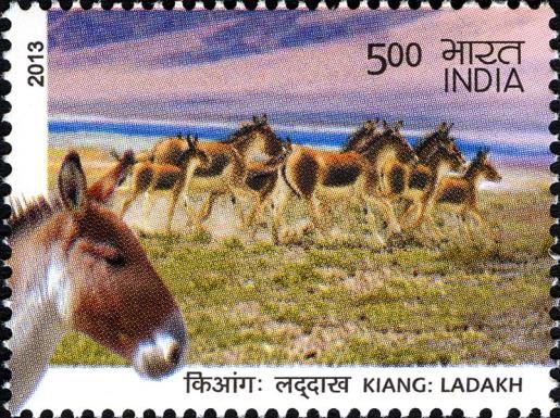 Kiang (Equus hemionus kiang)