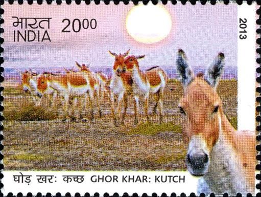 Baluchi Wild Ass (Equus hemionus khur)