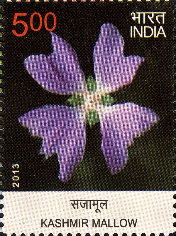 Kashmir Mallow