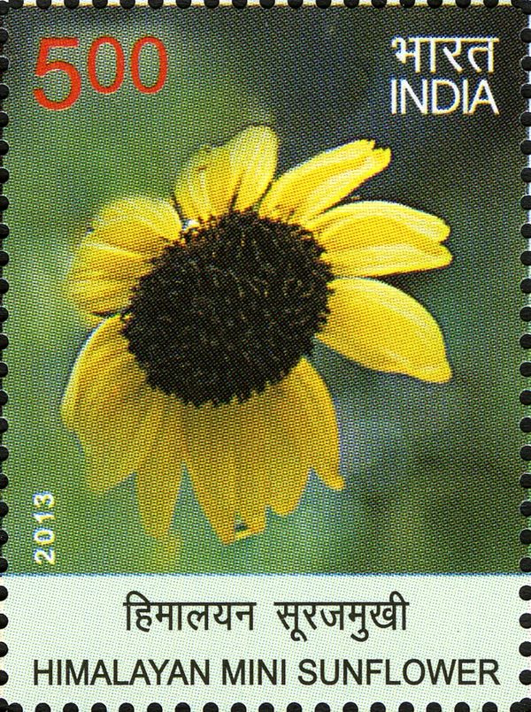 Himalayan Mini Sunflower