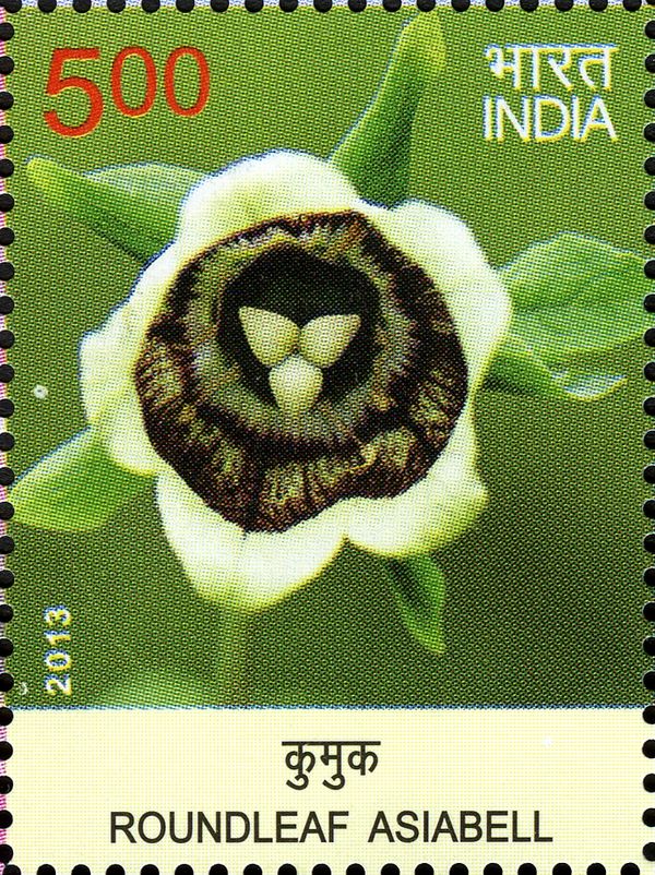 Roundleaf Asiabell