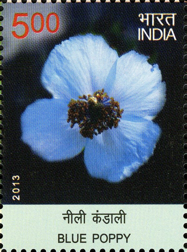 Blue Poppy