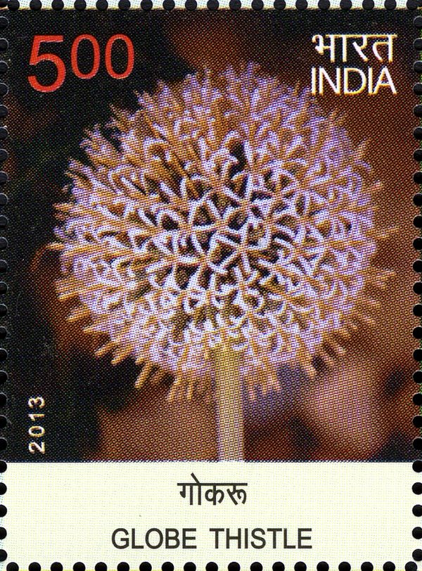 Globe Thistle