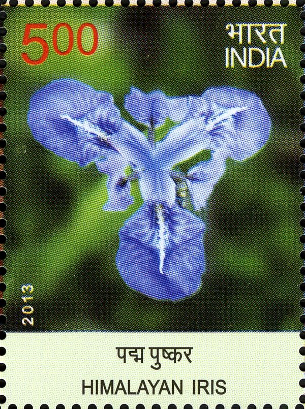 Himalayan Iris
