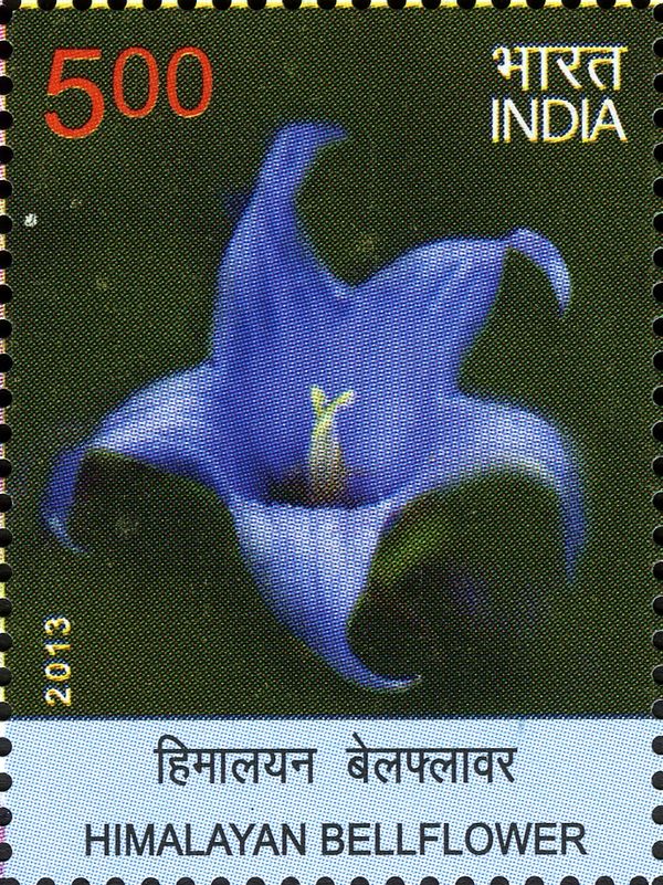 Himalayan Bellflower