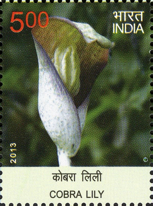 Cobra Lily