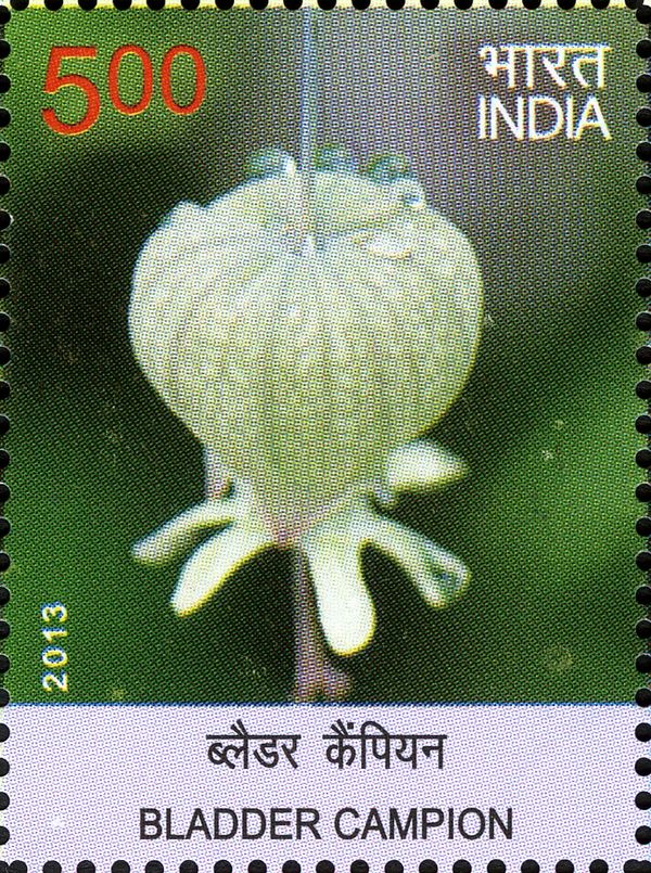 Bladder Campion