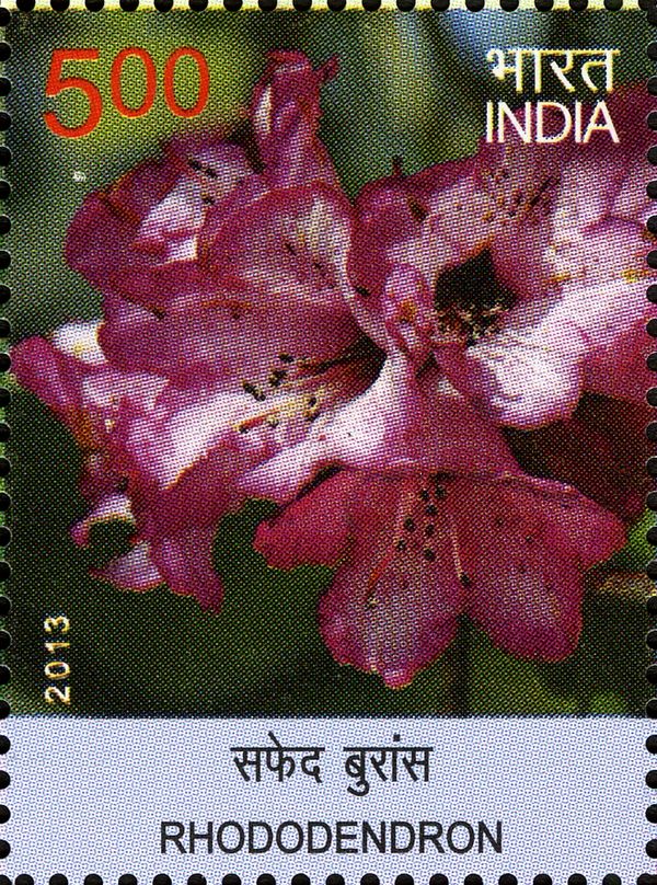 Rhododendron